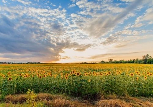 Summer Solstice - The First Day of Summer